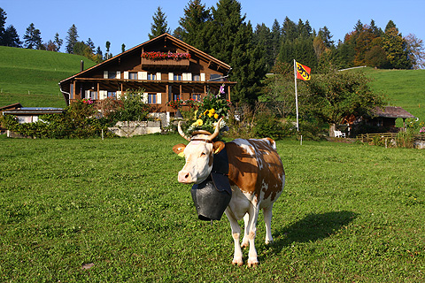 nach der Viehschau
